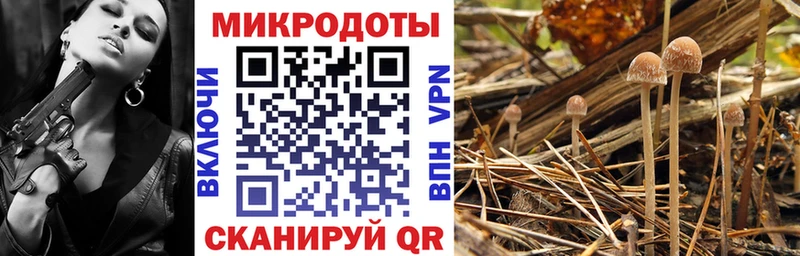 Псилоцибиновые грибы Cubensis Выборг